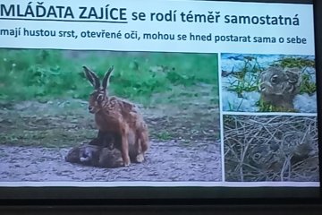 Zajíci a králíci