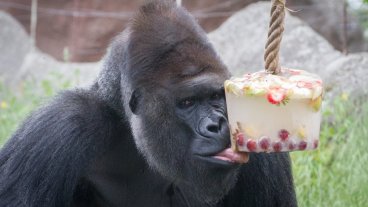 Nakrmte na dálku své oblíbené zvíře nejen ze ZOO Praha